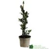 Ilex X Meserveae 'Blue Angel' Holly 3Ltr Pot -Plantern Pot Sales 5055028622722 f02d8215 8085 4111 af2c 5c963f3f37f4