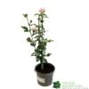 Hibiscus 'Lady Stanley' 3Ltr Pot -Plantern Pot Sales 5055028635029