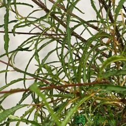 Rhamnus Frangula 'Asplenifolia' 3Ltr Pot -Plantern Pot Sales 5055028639775 2