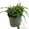 Juniper 'Holger' 3Ltr Pot -Plantern Pot Sales 5055028641969
