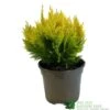 Chamaecyparis Lawsonia 'Winston Churchill' Conifer 3Ltr Pot -Plantern Pot Sales 5055028642621