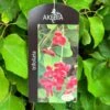 Akebia 'Tifoliata' Chocolate Vine 3Ltr Pot -Plantern Pot Sales 5055028643710
