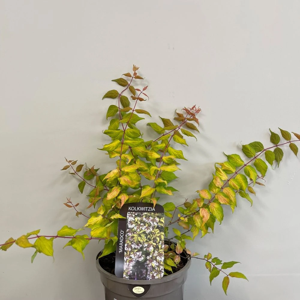 Kolkwitzia 'Maradco' Plant 3Ltr Pot 3 Kolkwitzia 'Maradco' Plant 3Ltr Pot