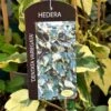 Hedera Dentata 'Variegata' Climber 3Ltr Pot -Plantern Pot Sales 5055028647817