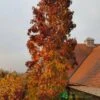 Liquidambar Styraciflua ‘Slender Silhouette’ Sweet Gum Tree 10Ltr Pot -Plantern Pot Sales 5055028648760 06514383 2276 4df4 872b cee95b4eda42