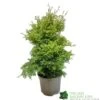 Conifer 'Squarrosa Sulphurea' Chamaecyparis Cypress 3Ltr Pot -Plantern Pot Sales 5055028657762