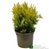 Thuja Plicata 'Goldy' Conifer 3Ltr Pot -Plantern Pot Sales 5055028658059 6dcaeab1 6b48 44b1 9b35 3468f22511c8