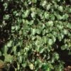 Tilia Cordata Small Leaf Lime 10Ltr Pot -Plantern Pot Sales 5055028662162