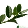 Ilex X Koehneana 'Chestnut Leaf' Holly 2m Tall -Plantern Pot Sales 5055028663077