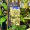 Fallopia 'Baldschuanica' Russian Vine Climber 3Ltr Pot -Plantern Pot Sales 5055028663237