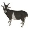 Vivid Arts 29cm Standing Goat- XRL-GOAT-D