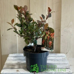 Photinia X Fraseri 'Little Red Robin' 3Ltr Pot (NL) -Plantern Pot Sales 5055286310355 2