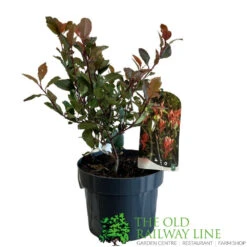 Photinia X Fraseri 'Little Red Robin' 3Ltr Pot (NL) -Plantern Pot Sales 5055286310355