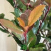 Photinia X Fraseri 'Little Red Robin' 3Ltr Pot (NL) -Plantern Pot Sales 5055286310355 3