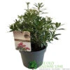 Pieris 'Polar Passion' 3Ltr Pot (NL) -Plantern Pot Sales 5055286310560