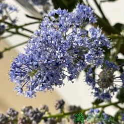 Ceanothus Thyrsiflorus 'Repens' Tall Standard 60cm (NL) -Plantern Pot Sales 5056461002041 2 68d99054 d8a3 4971 b592 3d9866ea0400