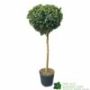 Ilex ? Meserveae 'Blue Maid' 90cm Stem -Plantern Pot Sales 5056461015140