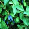 Honeyberry 'Blue Banana' Fruit Bush 3 Ltr Pot -Plantern Pot Sales 5060016047111