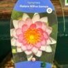 Water Lily Nymphaea Madame Wilfron Gonnere Pond Plant 3Ltr Pot -Plantern Pot Sales 755598910261