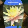 Water Lily Nymphaea Barbara Dobbins Pond Plant 3Ltr -Plantern Pot Sales 755598930863