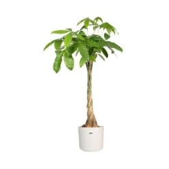 Elho 25cm White B.For Soft Round Pot -Plantern Pot Sales 8711904229610 3