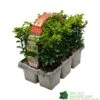 Buxus Sempervirens 6 Pack Of Plants -Plantern Pot Sales 8712044907956