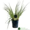 Pampas Grass 'Selloana Pumila' Cortaderia 23cm Pot 1 Pampas Grass 'Selloana Pumila' Cortaderia 23cm Pot -Plantern Pot Sales 8712756595342 f9fde825 fb9c 4de1 be88 853b6caf120a