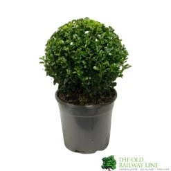 Buxus Sempervirens Ball Topiay Plant 17cm Pot