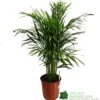 Areca Dypsis Lutescens Indoor Palm 1.5m Tall -Plantern Pot Sales 8717232033189