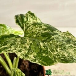 Syngonium 'Mottled' Rare Houseplant 12cm Pot (NL) 5 Syngonium 'Mottled' Rare Houseplant 12cm Pot (NL) -Plantern Pot Sales 8717432215811 2