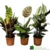 Calathea (Mixed Variety) Houseplant 14cm Pot -Plantern Pot Sales 8717432220990