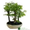 Bonsai 'Metasequoia' 15cm Round Pot -Plantern Pot Sales 8717432989422