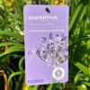 Agapanthus 'Summer Love Blue' 2Ltr Pot -Plantern Pot Sales 8718838011465