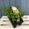 Buxus Six Pack Box Plants (NL) -Plantern Pot Sales 8718985043241 bae4fb67 9fd0 49de a2dc 544820f6468b