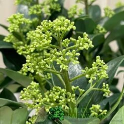 Skimmia Japonica 'Fragrant Cloud' 2Ltr Pot (NL) -Plantern Pot Sales 8718985102719 3