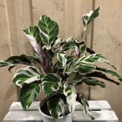 Calathea 'White Fusion' Rare Houseplant 14cm Pot