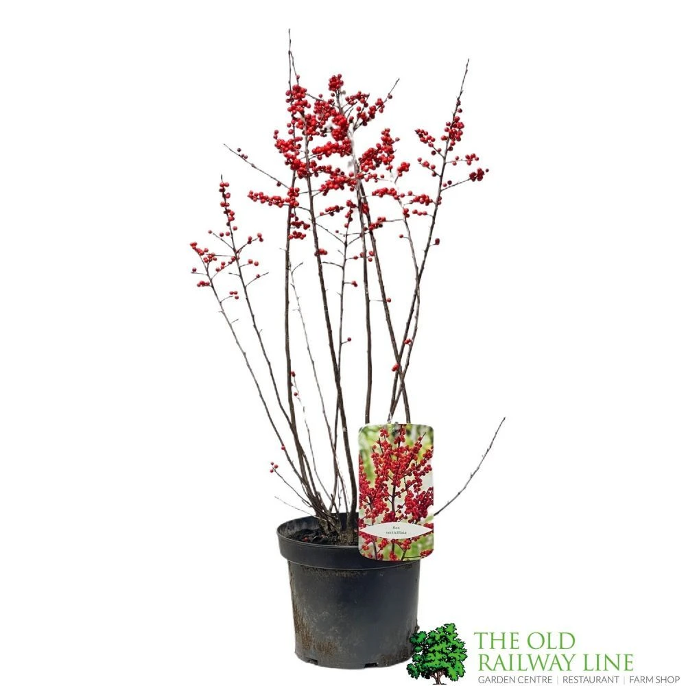 Ilex Verticillata 'Magical Berry' 17cm 3 Ilex Verticillata 'Magical Berry' 17cm