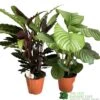 Calathea Houseplant (Mixed Varieties) 19cm Pot -Plantern Pot Sales 8718985581125