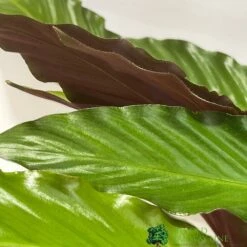 Calathea Houseplant (Mixed Varieties) 19cm Pot -Plantern Pot Sales 8718985581125 2