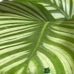 Calathea Houseplant (Mixed Varieties) 19cm Pot -Plantern Pot Sales 8718985581125 3