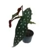 Begonia Maculata 'Polka Dot' Houseplant 11.5cm Pot -Plantern Pot Sales 8718985581453