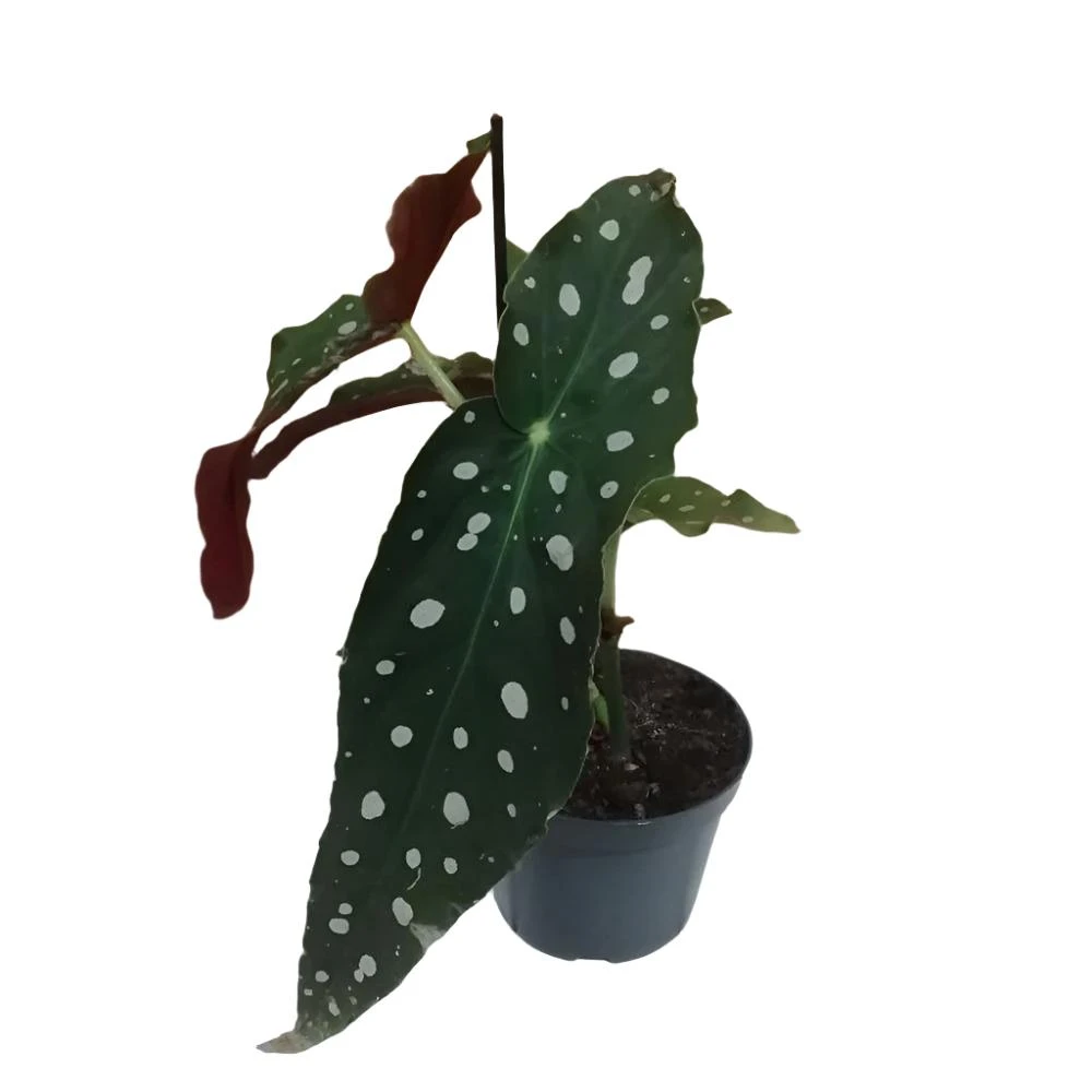 Begonia Maculata 'Polka Dot' Houseplant 11.5cm Pot 3 Begonia Maculata 'Polka Dot' Houseplant 11.5cm Pot