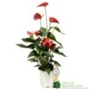 Anthurium 'Red Champion' Plant 14cm Pot -Plantern Pot Sales 8718985582894