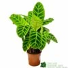Calathea 'Zebrina' Zebra Plant 14cm Pot -Plantern Pot Sales 8718985714967