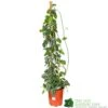 Epipremnum 'Trebie' Satin Pothos Houseplant 1.6m Tall (NL) -Plantern Pot Sales 8718985820170