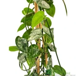 Epipremnum 'Trebie' Satin Pothos Houseplant 1.6m Tall (NL) -Plantern Pot Sales 8718985820170 2