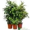 Ficus Benjamina Mixed Variety 19cm -Plantern Pot Sales 8719127092356