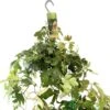 Cissus 'Ellen Danica' Hanging Indoor Ivy 17cm Pot -Plantern Pot Sales 8719127745733