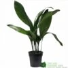 Aspidistra 'Cast Iron' Houseplant 17cm Pot -Plantern Pot Sales 8719127861174