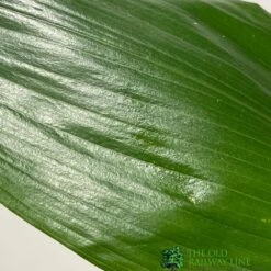 Aspidistra 'Cast Iron' Houseplant 17cm Pot -Plantern Pot Sales 8719127861174 2